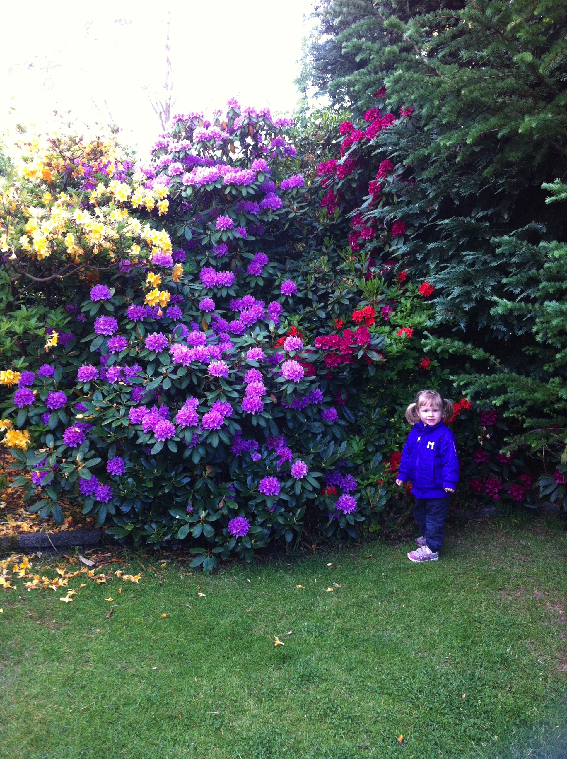 Rhododendron