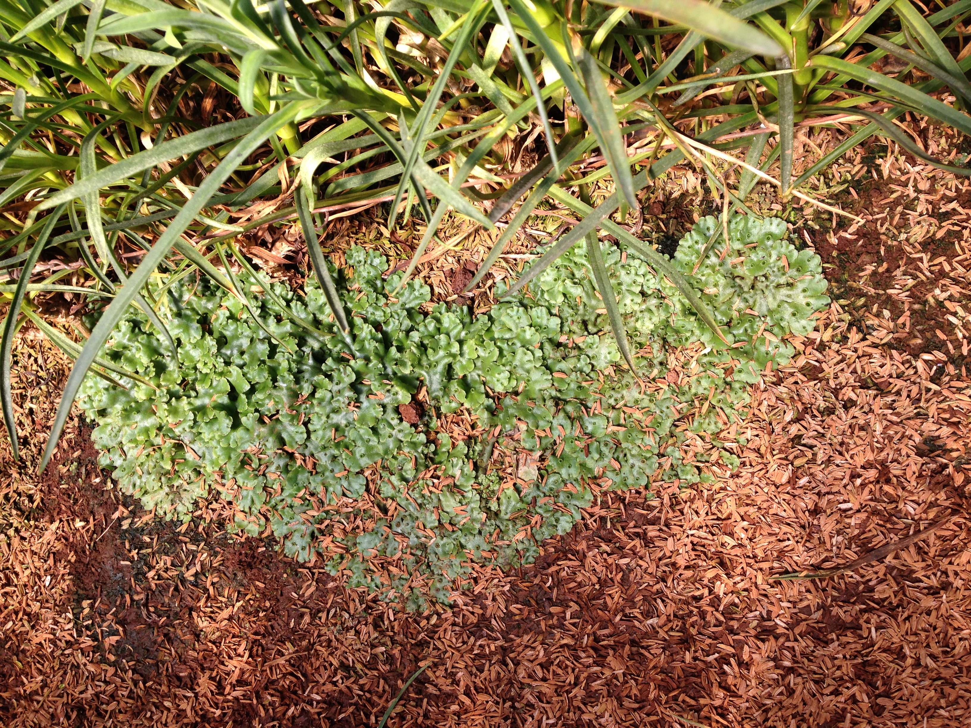 Plantesæber, mikrobiologiske produkter, Mosskade mm.