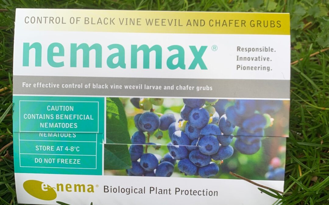 Nemamax – Ny nematode mod øresnudebiller og gåsebiller ved lavere temperaturer