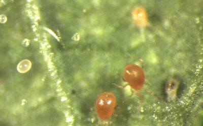 Rovmider (Phytoseiulus persimilis) mod spindemider i potteplanter