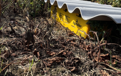 Humlebier i special kasser kaldet (Agrobio tripple hive) benyttes i 2025 til bestøvning af hvidkløver og rødkløver blomster