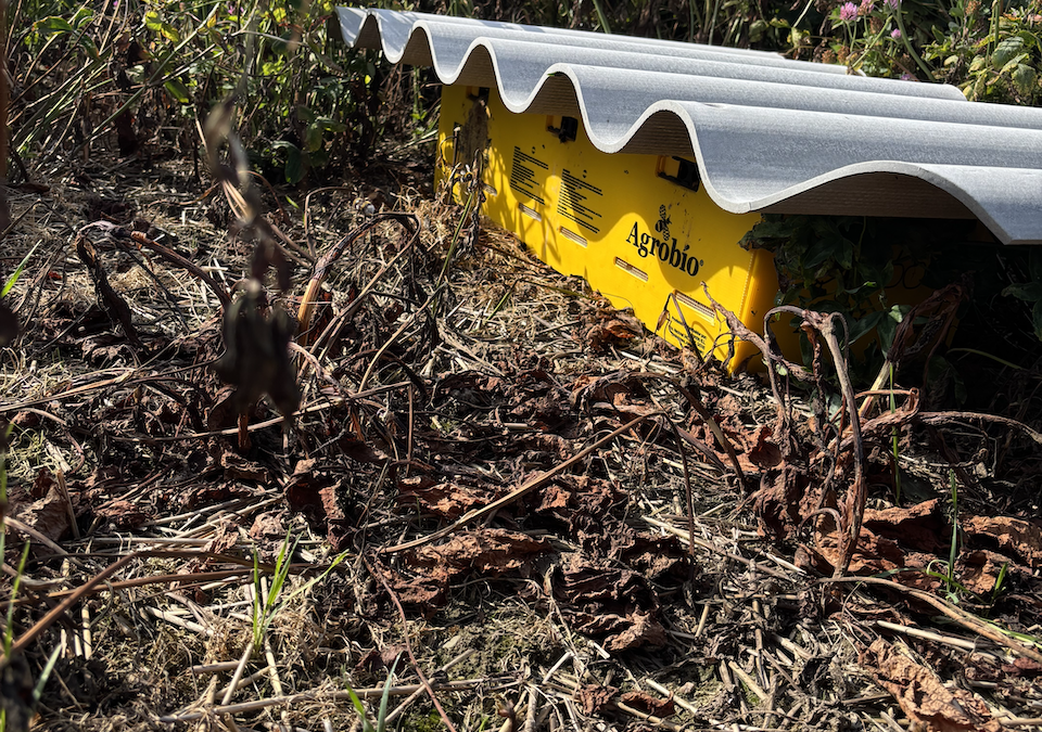 Humlebier i special kasser kaldet (Agrobio tripple hive) benyttes i 2025 til bestøvning af hvidkløver og rødkløver blomster